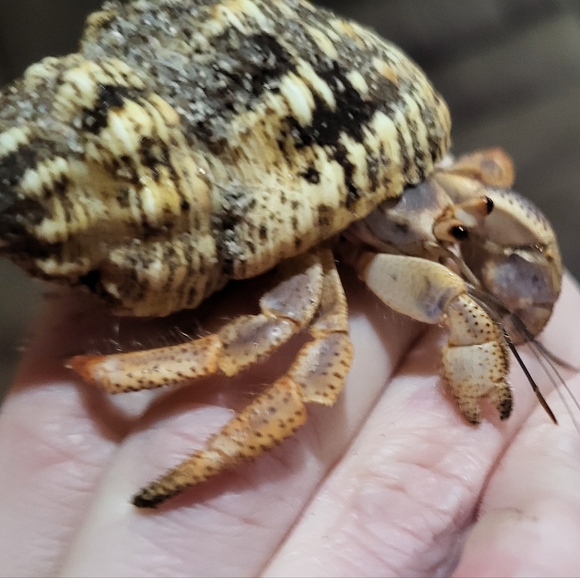 PLSreadBEFOREbuying! - Picture 10 of 16